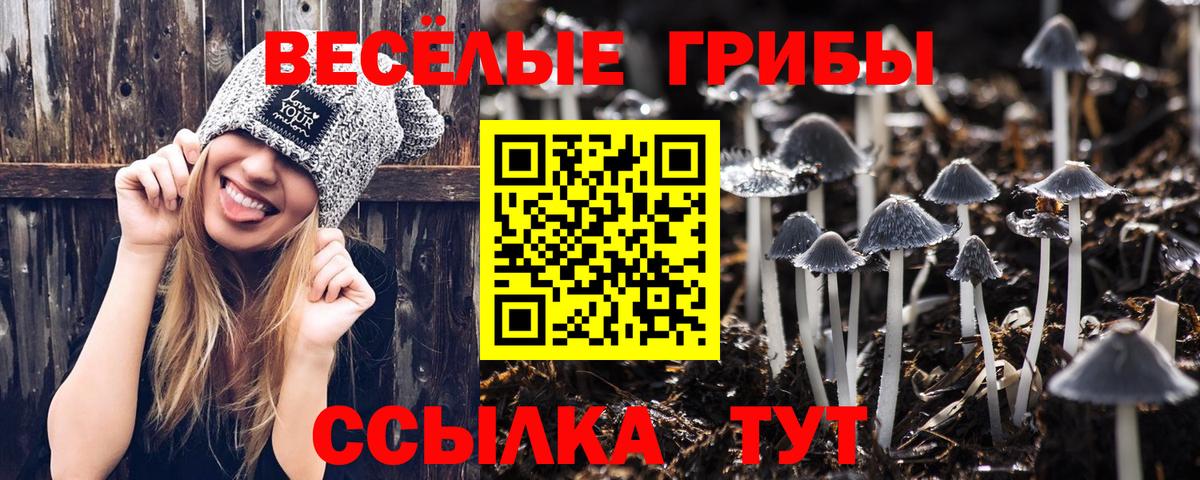 Кольчугино  Галлюциногенные грибы Psilocybe  Вход с VPN 